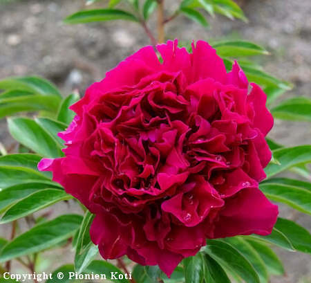 Paeonia lactiflora 'Paul M Wild', kiinanpioni